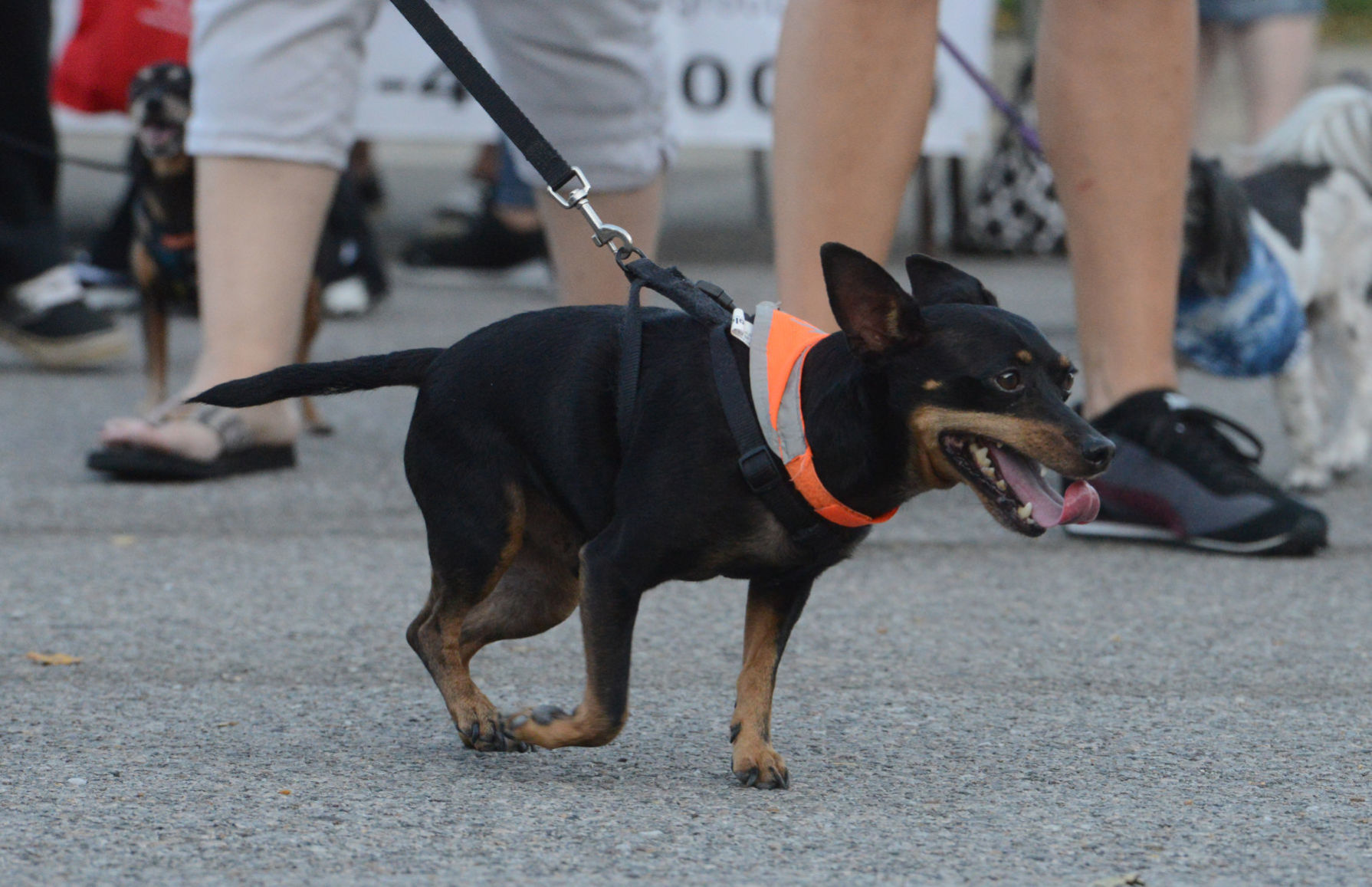 Barktober in Danville